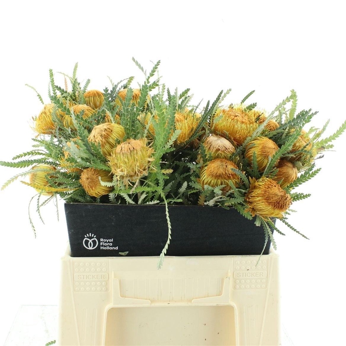 <h4>BANKSIA OV GROOTBL</h4>