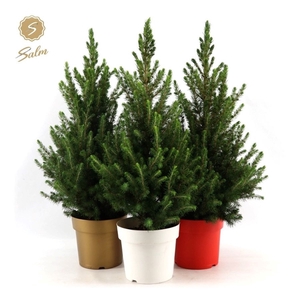 Picea gl. 'December'® P19 50/60 in Pot Colour