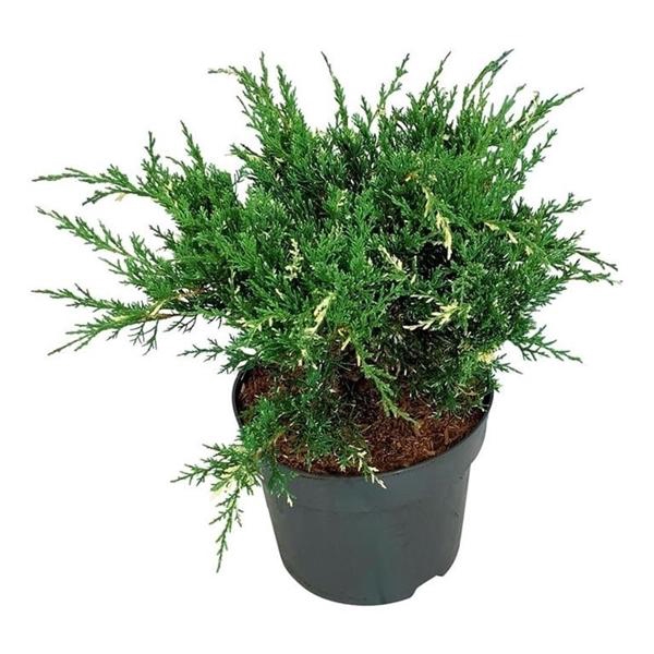 <h4>Juniperus pf. 'White Splash'</h4>