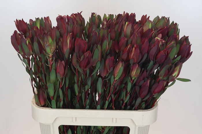 Leucadendron Senorita Spray