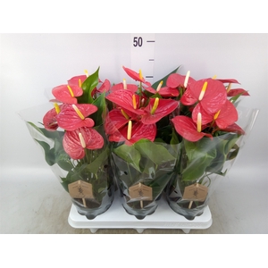Anthurium andr. 'Everio'