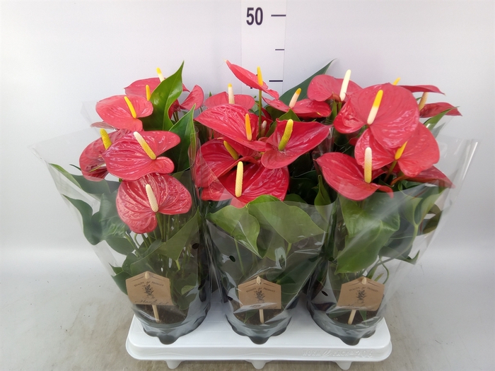 <h4>Anthurium andr. 'Everio'</h4>