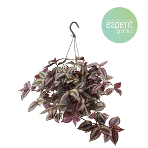 Tradescantia Zebrina Violet hangpot