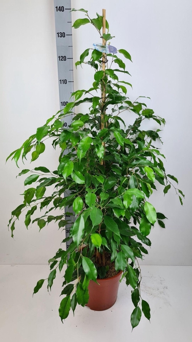 <h4>Ficus benja. 'Exotica'</h4>
