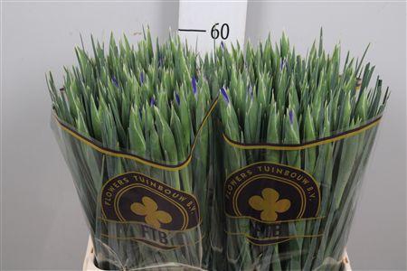 <h4>Iris Hong Kong</h4>