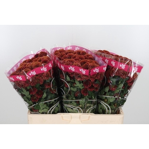 Chr S Aaa Doria Cher