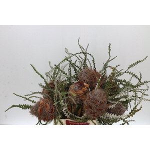 Banksia Speciosa Cones Hairy