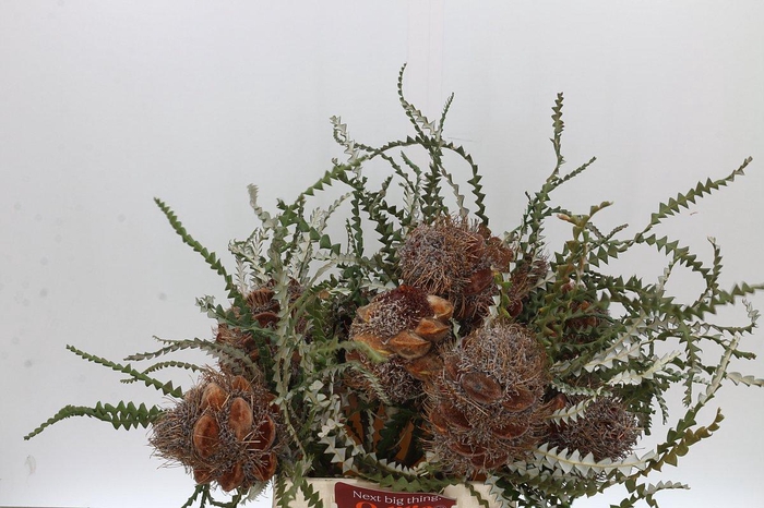 Banksia Speciosa Cones Hairy