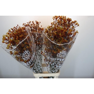 Anigozanthos Gold Fever