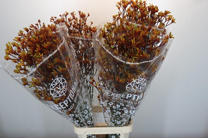 <h4>Anigozanthos Gold Fever</h4>