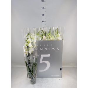 Phalaenopsis   ...white