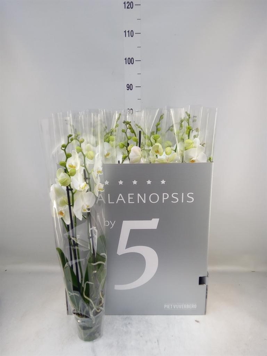 <h4>Phalaenopsis   ...white</h4>