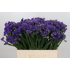 Limonium Navy Sun Birds