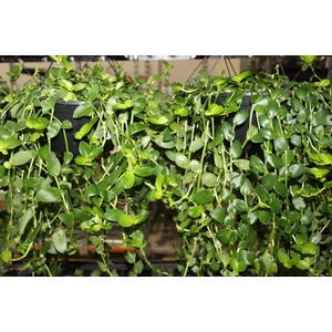 TOSTAO ESMERALDA C21 PENDENTE