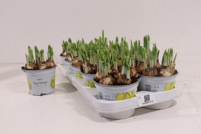 <h4>NARC O TETE A TETE</h4>