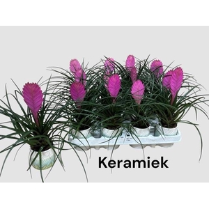 ARR TILLANDSIA