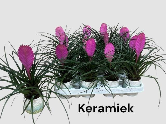 <h4>ARR TILLANDSIA</h4>