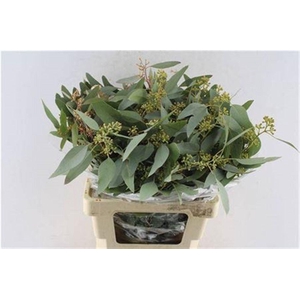 Euca Populus Berry 200 Gram