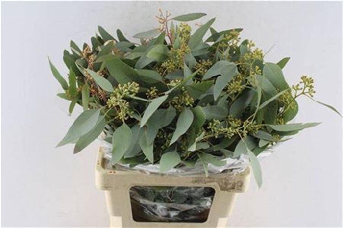 <h4>Euca Populus Berry 200 Gram</h4>