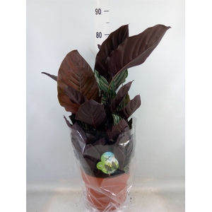 Calathea sanderiana
