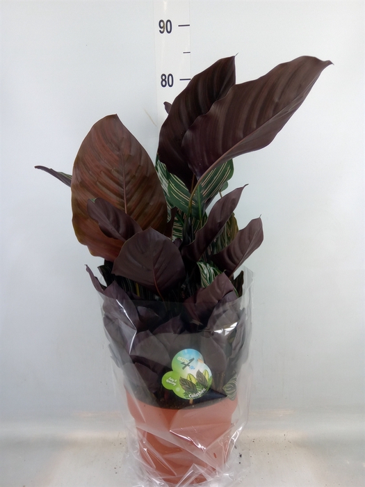 <h4>Calathea sanderiana</h4>