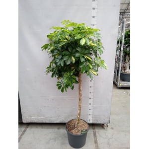 Schefflera arbor. 'Gold Capella'