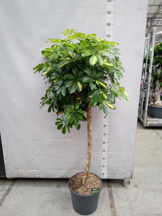 <h4>Schefflera arbor. 'Gold Capella'</h4>