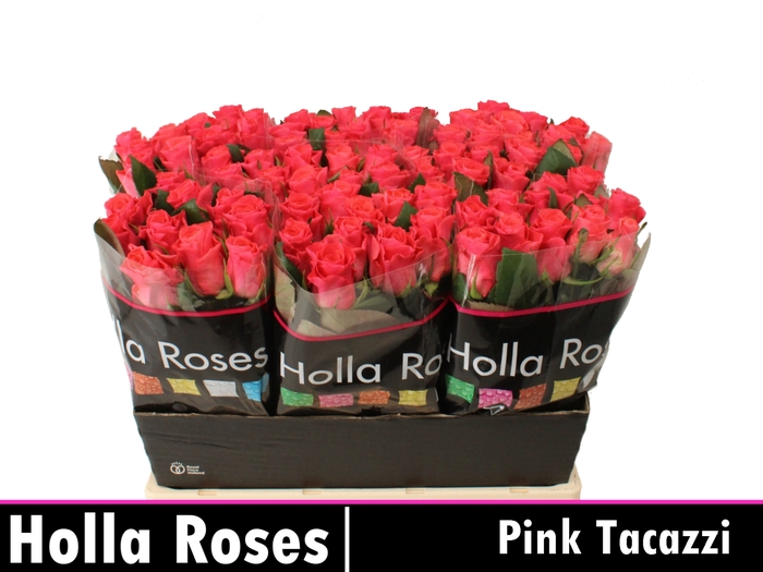<h4>Rosa la pink tacazzi+</h4>