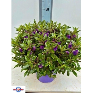 HEBE KARA LILAC KIWI