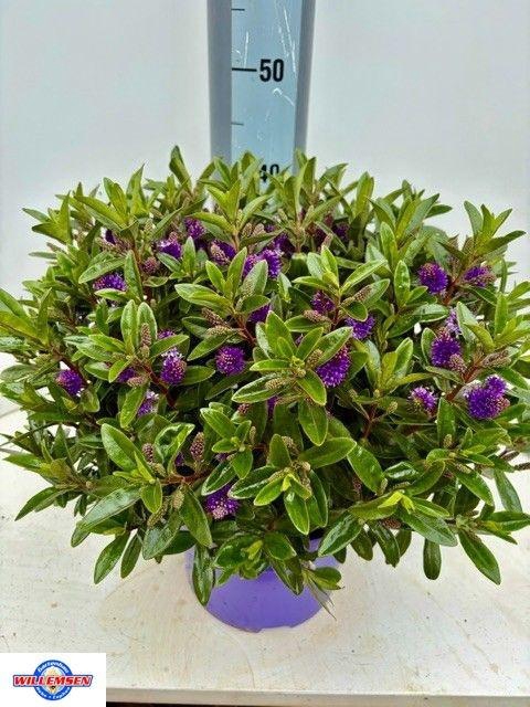 <h4>HEBE KARA LILAC KIWI</h4>