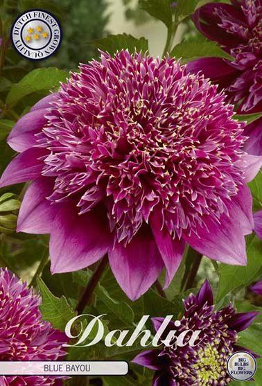 <h4>Dahlia Blue Bayou x1</h4>