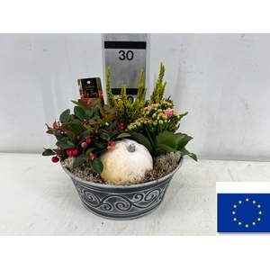 ARR TUINPLANTEN