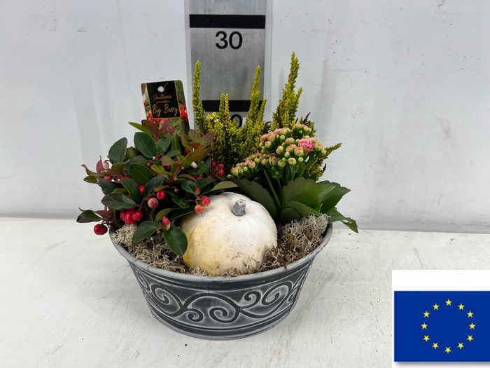 <h4>ARR TUINPLANTEN</h4>
