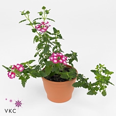 Concrete Pot Old Green/red 13x14cm