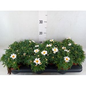 Argyranthemum  'La Rita White'