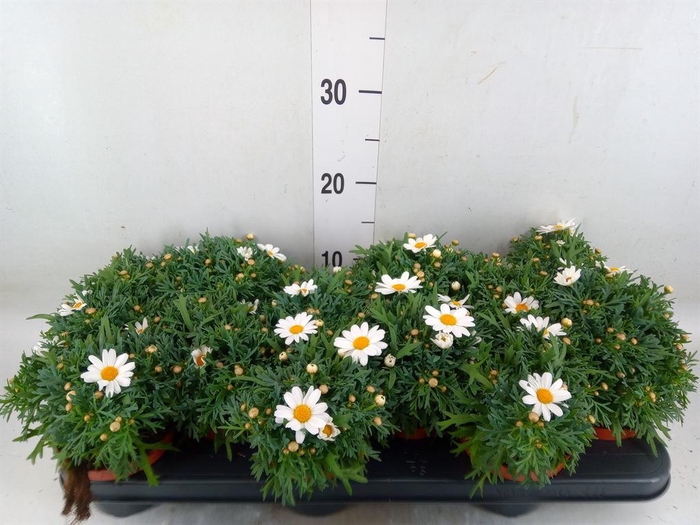 <h4>Argyranthemum  'La Rita White'</h4>