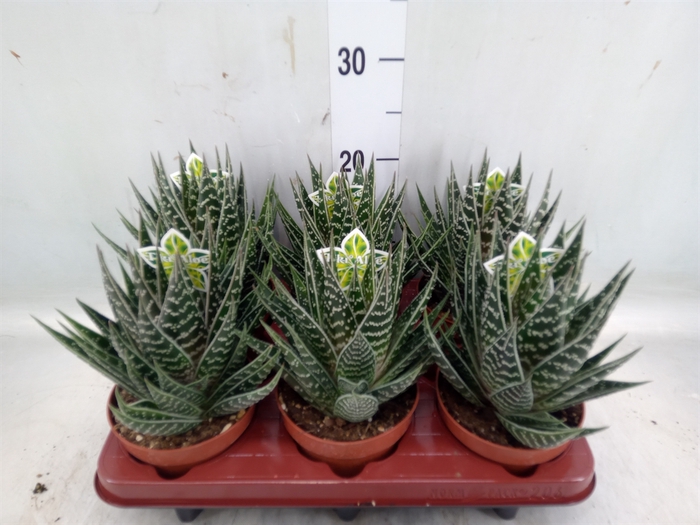 <h4>Aloe aristata 'Tiki Tahi'</h4>