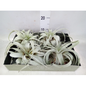 Tillandsia xerographica