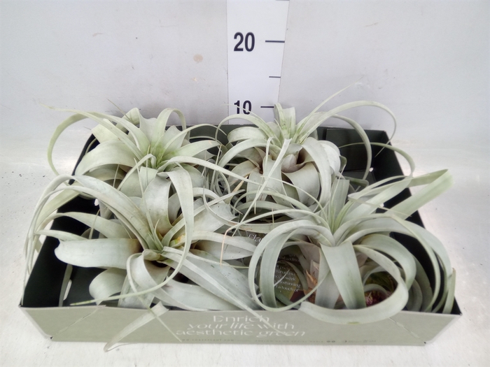 <h4>Tillandsia xerographica</h4>