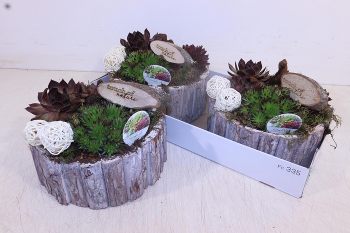 <h4>ARR SEMPERVIVUM</h4>