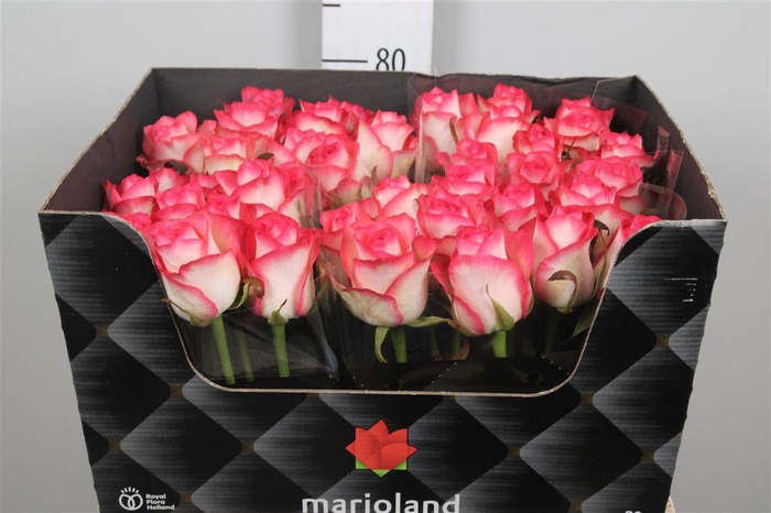 <h4>R Gr Jumilia</h4>