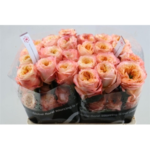 R Gr Melon X-pression