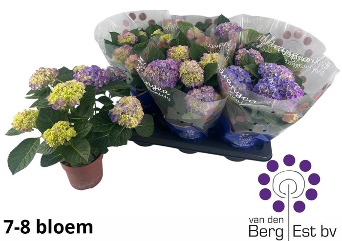 <h4>HYDR M HI MEADOW</h4>