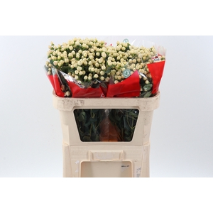Hyp Cool Spray Romance Latitude