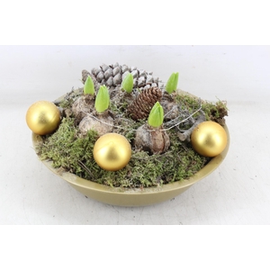 arr4 Hyacint MB - Zink gold schaal LED