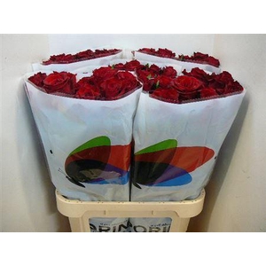 R Gr Ever Red (supreme)