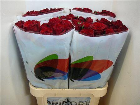 <h4>R Gr Ever Red (excellent)</h4>