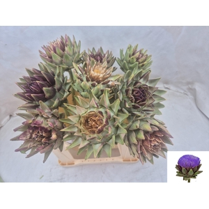 Cynara Sc Green Glob