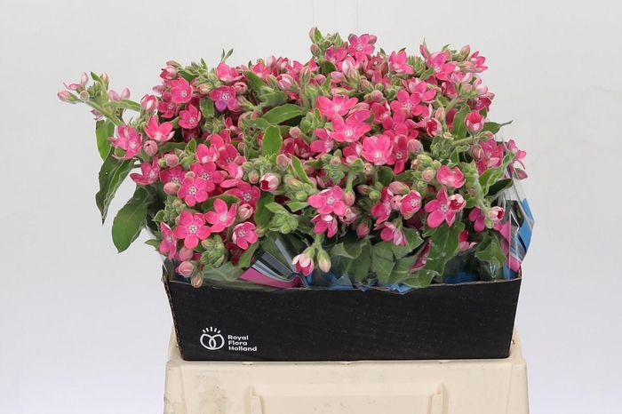 <h4>Oxypetalum Bridal Diana</h4>