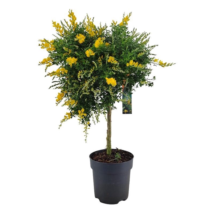 <h4>Cytisus x racemosus stam</h4>